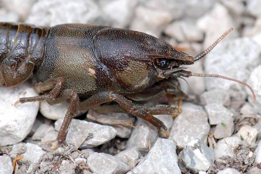 Austropotamobius pallipes